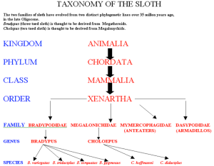 Sloth taxonomy